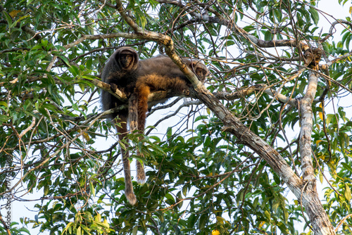 Canvas Print A group Coastal Black-handed Titi monkey (Callicebus melanochir) sit in the late afternoon in a tree in Brazil, South-America