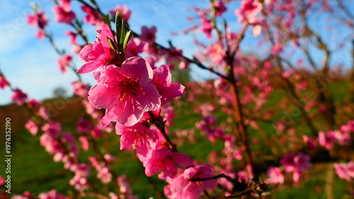 Blüte der Pfirsiche 