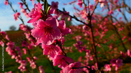 Zweig mit Pfirsichblüten 