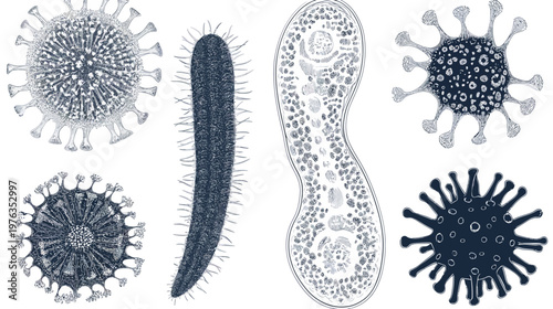 Artistic depiction of various microorganisms with detailed illustrations on white