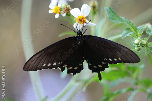 Dark butterfly with blue iridescent wings perched on a white flower, highlighting delicate patterns and natural beauty.