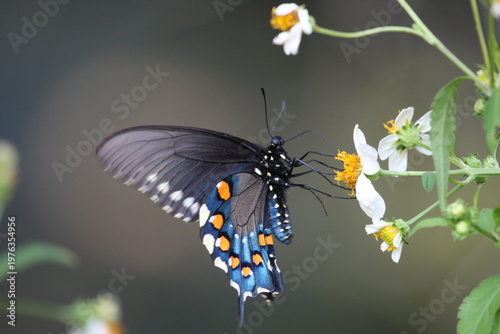 Dark butterfly with blue iridescent wings perched on a white flower, highlighting delicate patterns and natural beauty.