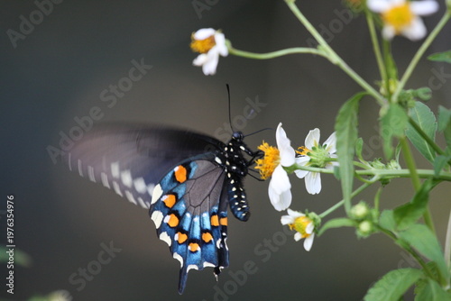 Dark butterfly with blue iridescent wings perched on a white flower, highlighting delicate patterns and natural beauty.