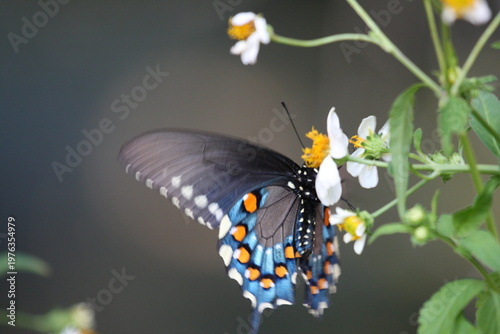 Dark butterfly with blue iridescent wings perched on a white flower, highlighting delicate patterns and natural beauty.