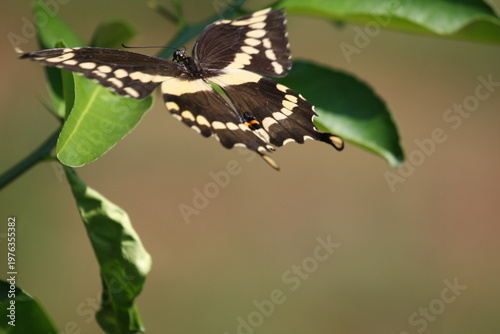 Black and yellow butterfly perched on green leaves, displaying detailed wing patterns in natural sunlight.