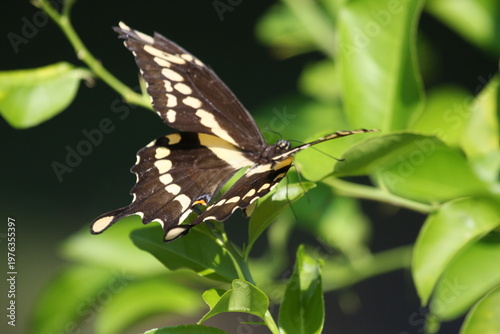 Black and yellow butterfly perched on green leaves, displaying detailed wing patterns in natural sunlight.