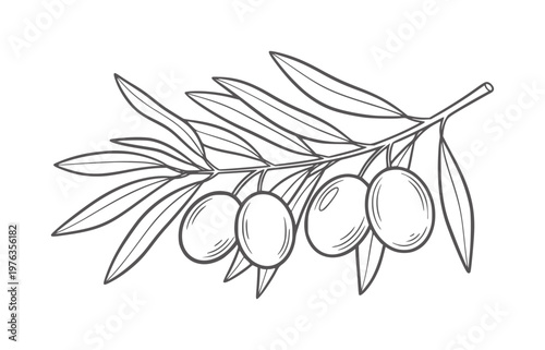 Hand drawn black and white olive branch with four olives and leaves fruit