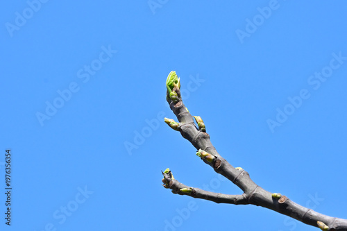 New green buds on fig tree branch against clear blue sky in spring.a budding fig branch under a bright sunny sky. Minimalist nature shot representing growth, hope, and the beginning of the spring seas