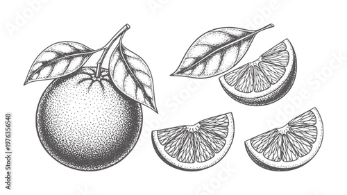 Vintage of an orange fruit with leaves and slices leaf