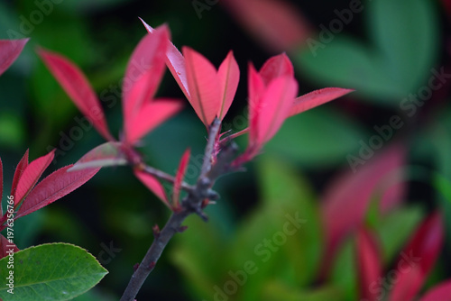 Vibrant red leaves of Photinia fraseri new growth in spring garden close up.Macro shot of bright red foliage on a Photinia shrub during springtime. Ideal for landscaping, gardening, and botanical them