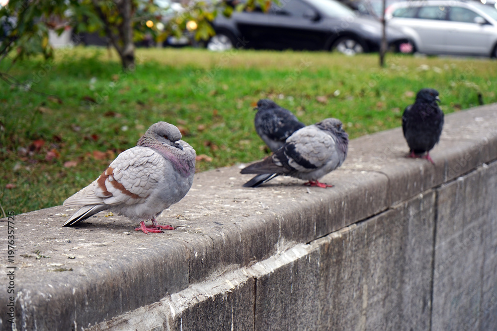 Fototapeta premium pigeons in the park