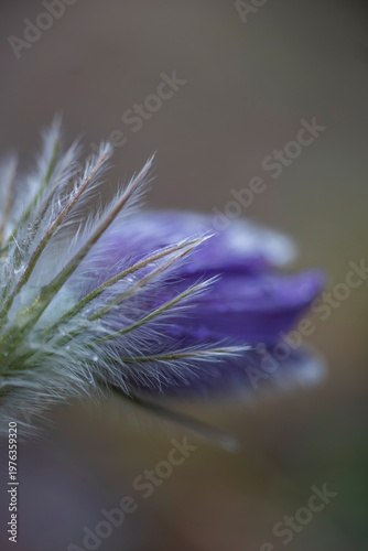 close up of a flower-Pulsatilla patens