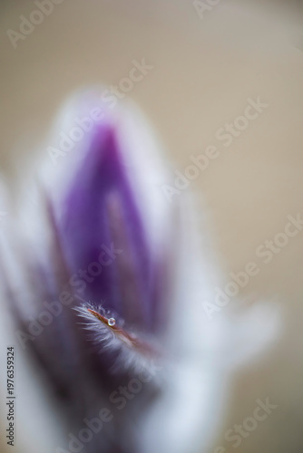 raindrop on Pulsatilla patens