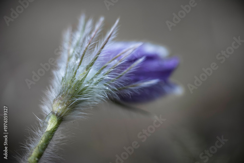 close up of a flower,Pulsatilla patens