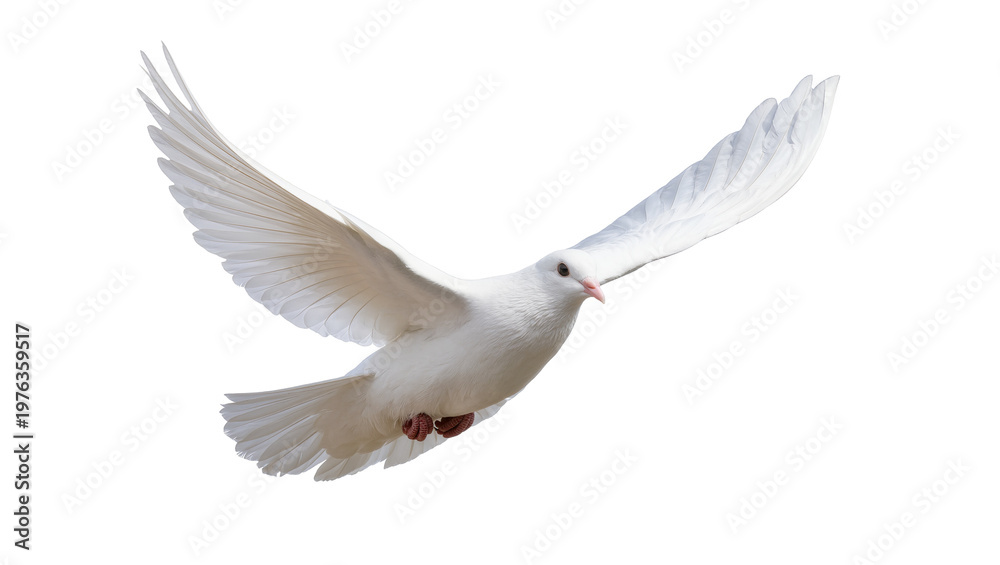Obraz premium Graceful white dove with spread wings flying, isolated on transparent background