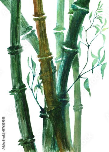 Hand Painted Bamboo Stems Green Botanical Art. Watercolor bamboo stalks illustration with green tones natural botanical plant stems isolated on white background zen asian nature texture