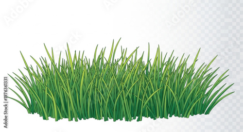 green grass on white background