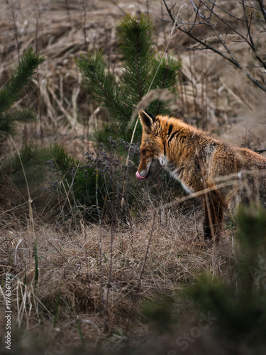 Photography wild fox in the wild