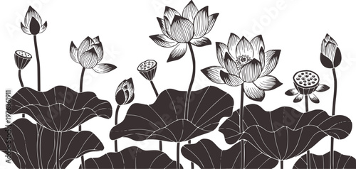 Detailed dark grey line lotus flowers and seed pods white background botanical nature