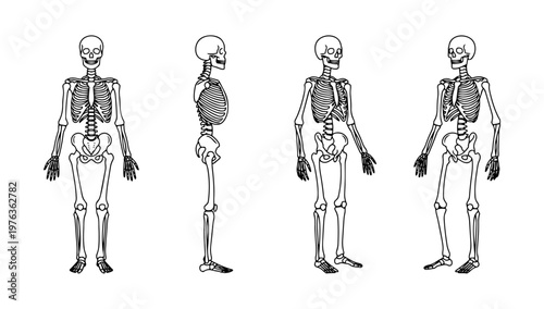 Doodle diagrams of the human skeleton from different angles, showcasing the internal framework of the body, ideal for anatomy design.