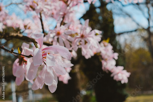 Soft pink blossoms hang delicately from branches. Sunlight glows warmly through the petals. Background shows blurred trees and a clear sky. Nature's quiet beauty in springtime
