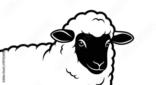 black and white sheep