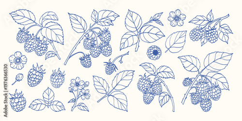 This blue line art features raspberry plants. Individual berries grow in clusters. Leaves display detailed vein patterns. Small flowers and buds appear natural. It suits gardening or food projects