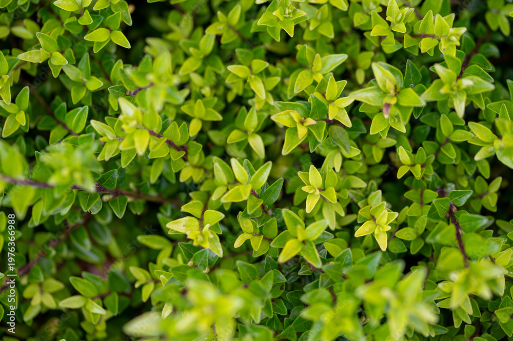 Fototapeta premium Close-up of lush green Lonicera nitida branches (Box Honeysuckle). Detailed texture of small evergreen leaves in a garden, perfect for nature, landscaping, and hedge backgrounds.