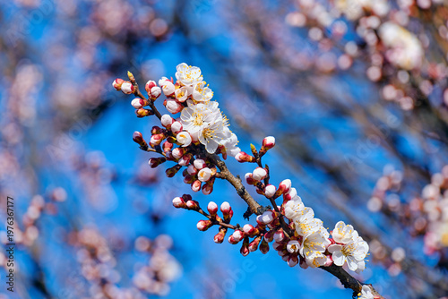 Blooming branch with white and pink spring flowers against blue sky, shallow depth of field, natural floral background with soft bokeh