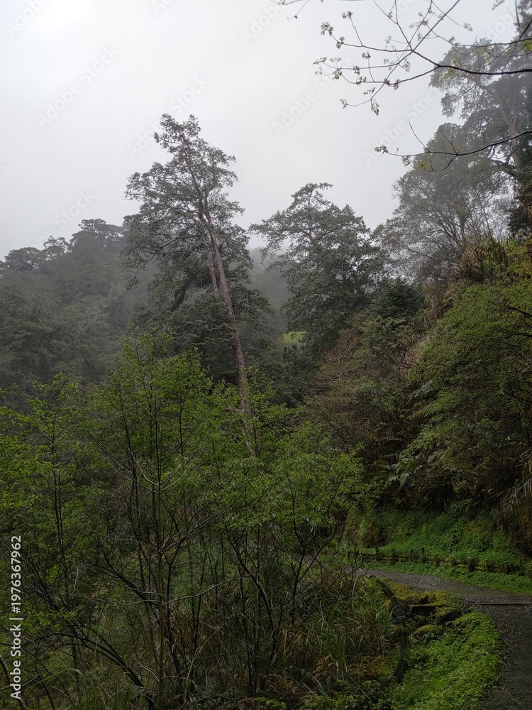 Fototapeta premium Misty mountain ridge with an ancient giant tree standing in the rain at Lala Mountain, Taiwan