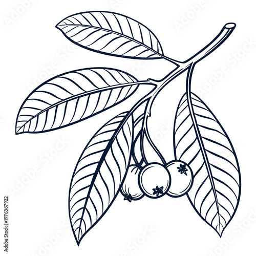 guava leaf vector