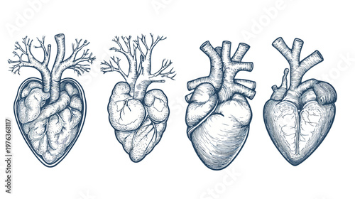 Four stylized illustrations of human hearts, depicted in a grayscale, anatomical and artistic fashion