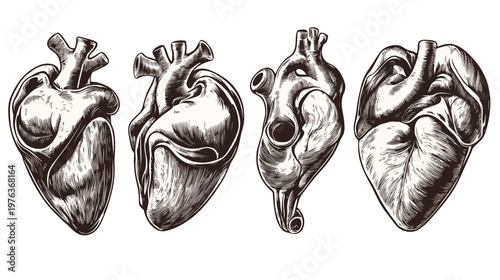 Artistic black and white illustrations of human hearts, showcasing anatomical details and shapes