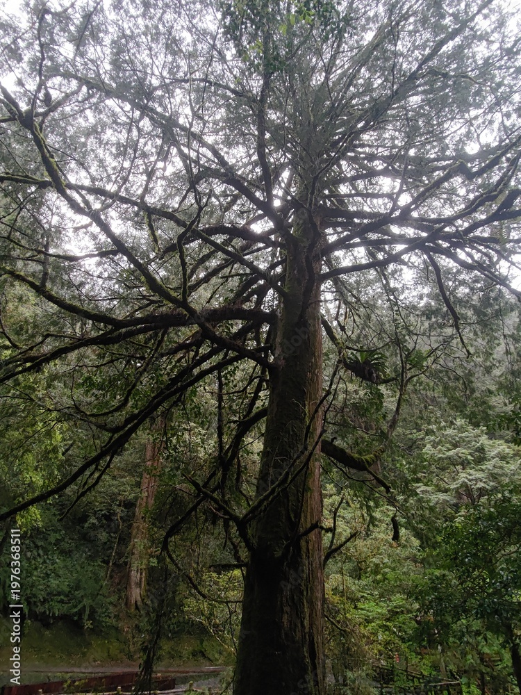 Fototapeta premium Low angle view of an ancient giant tree with canopy like a massive umbrella in the rain at Lala Mountain, Taiwan