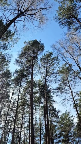 pine trees and blue sky at spring. calmness mood. therapy by forest walking