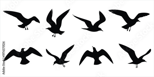 Collection of Eight Black Silhouette Seagull Flying and Landing Poses on White Background bird