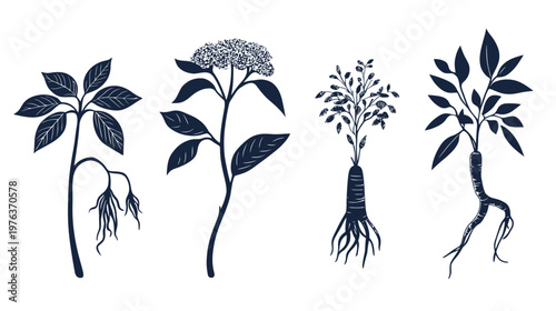 Artistic depiction of four stylized herbal plants with leaves, flowers, and roots, in a dark shade