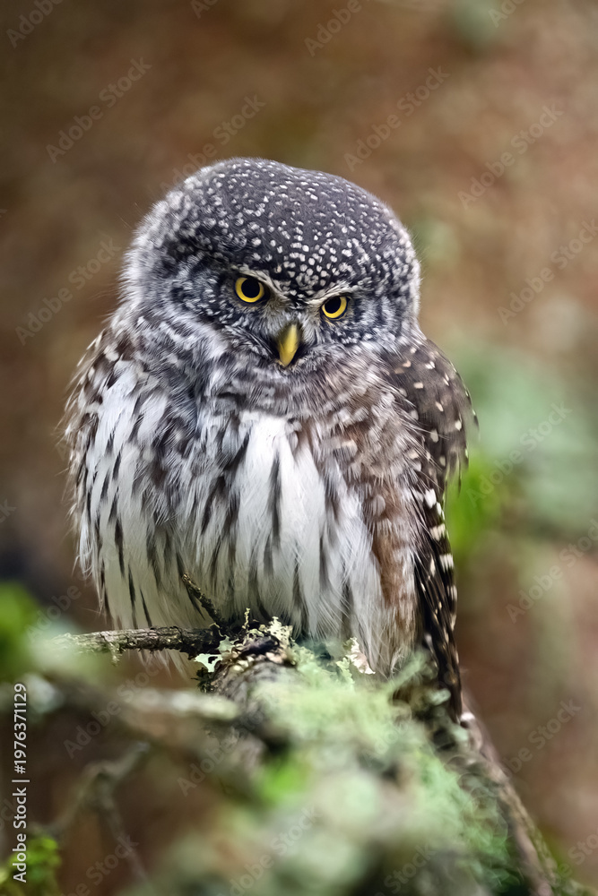 Fototapeta premium Eurasian pygmy owl (Glaucidium passerinum)