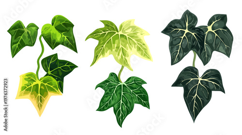 Illustration featuring three sets of leaves in varying shades of green, with white background