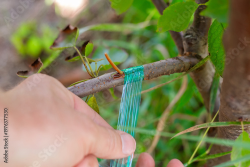 Hands of a gardener using green plastic tape for tree grafting outdoors. Agricultural technique, garden maintenance, tree care, plant propagation.