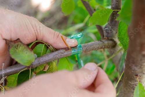 Photos Close up of gardener hands securing a scion with green grafting tape