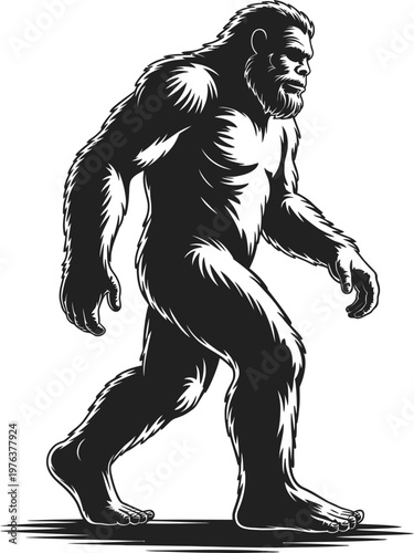 Black and white vector illustration of walking bigfoot, silhouette of legendary sasquatch ape isolated on plain white background, cryptozoology design