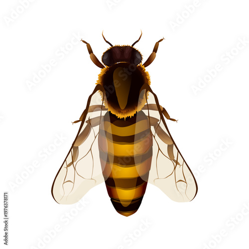 Realistic wasp top view isolated on white background, detailed insect illustration