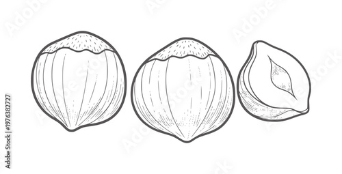 Three whole and halved hazelnuts in vintage line style food ingredient