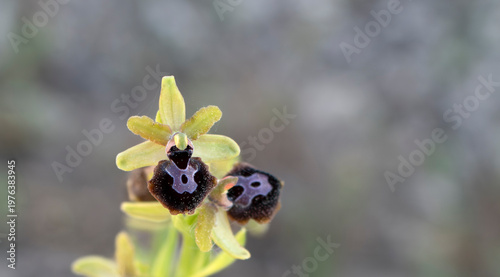 Tableau sur toile Wild orchid macro with copy space, soft natural background