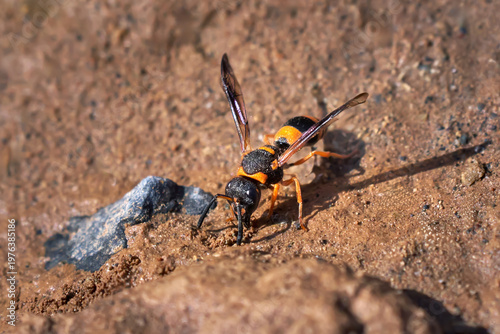 Ancistrocerus kerneri - Faltenwespe (Vespidae) Vorderansicht auf braunem Erdreich mit Steinen - Barranco de los Molinos, Fuerteventura