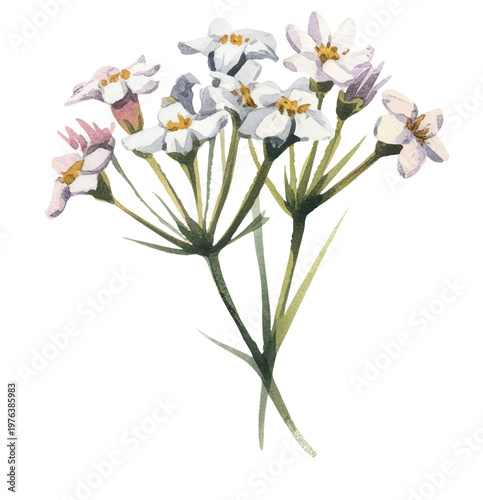 Gentle wildflower spray with tiny white blooms in airy watercolor texture.