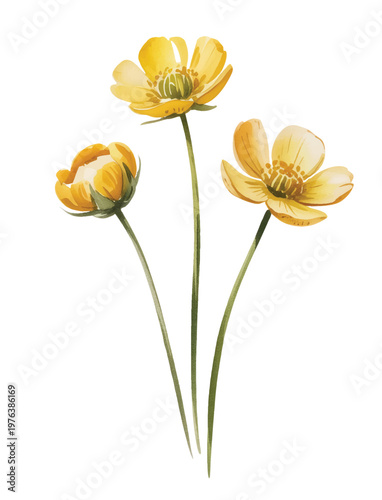 Warm yellow buttercup flowers in a soft hand-painted watercolor bouquet.