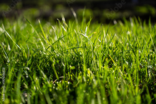 Close up of fresh green grass blades in sunlight with shallow depth of field and blurred natural background in daytime.
