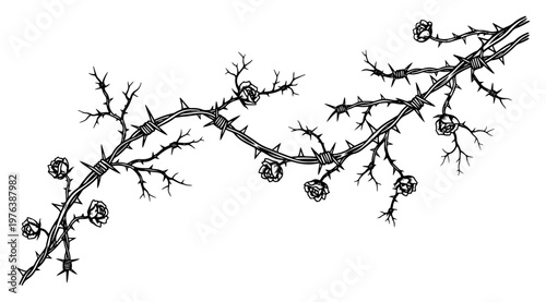 Thorny rose branches entwined with barbed wire in vintage engraving style